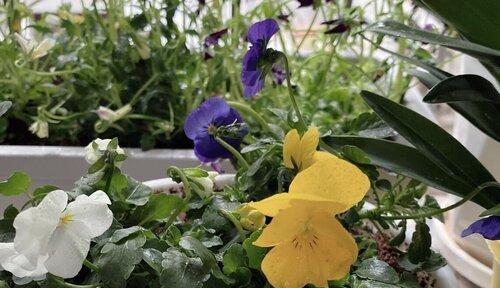 新生之花（花开迎新）