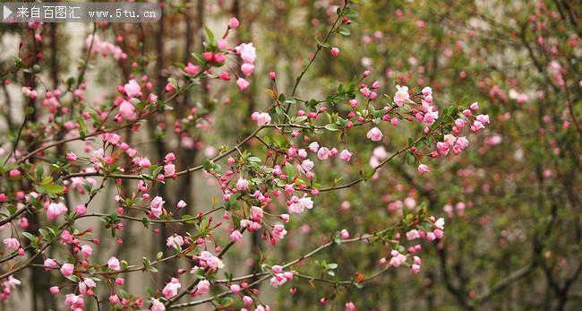 “桃树春天开花”——迎接春天的美好（用细腻的触感感受春天的气息）
