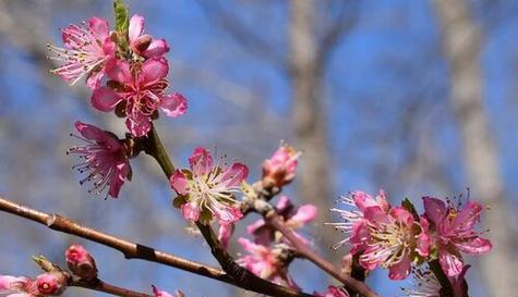 “桃树春天开花”——迎接春天的美好（用细腻的触感感受春天的气息）