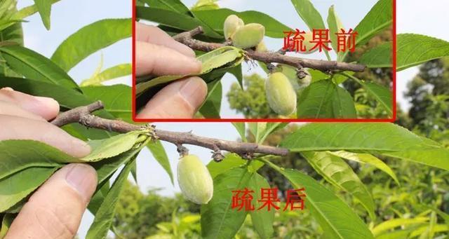 探究桃树的生长环境和习性特点（关注桃树的生长条件与技巧）