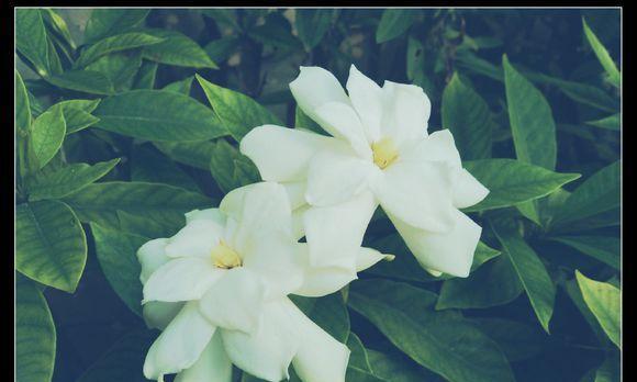 忧愁之花——映衬内心哀伤的花卉（探索忧愁花语的种种表达方式）