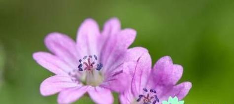 忧伤的花（以花语表达心中的忧伤）