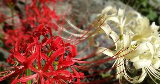 忧伤的花（以花语表达心中的忧伤）