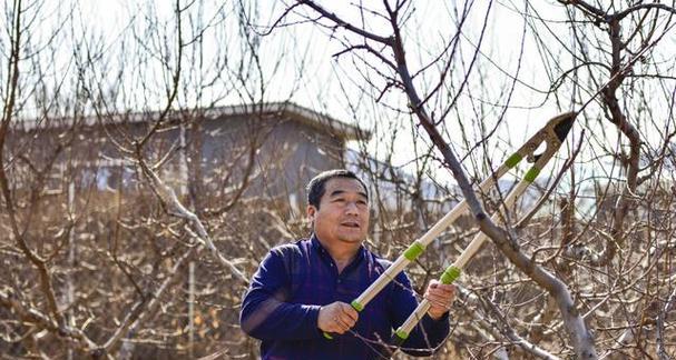冬季能否栽种桃树（桃树栽种的最佳时间）
