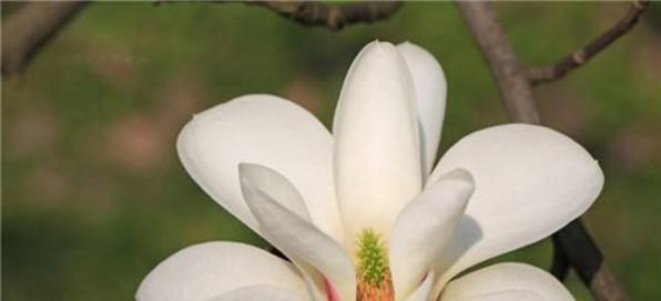 友谊的花（深化友谊）