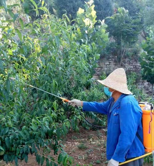 如何科学浇水，让桃树健康成长（桃树浇水频率）