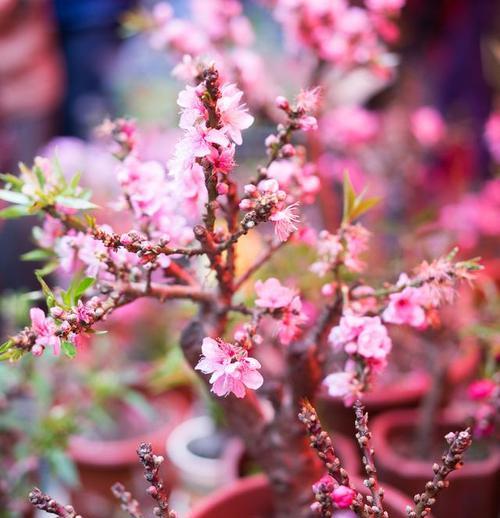 樱桃树花的颜色及其意义（探秘樱桃树花的五种颜色与文化背景）