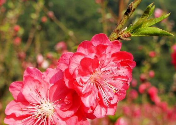 樱桃树花的颜色及其意义（探秘樱桃树花的五种颜色与文化背景）