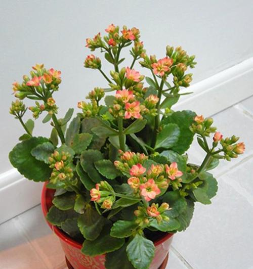 长寿之花（探寻长寿的花朵及其神奇花语）