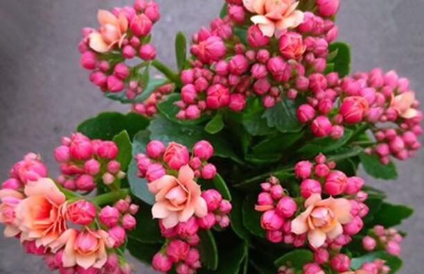 长寿之花（探寻长寿的花朵及其神奇花语）