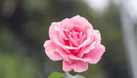 以表示真诚的花花语是真诚的花有哪些（探究花语中真诚的象征及花卉种类）