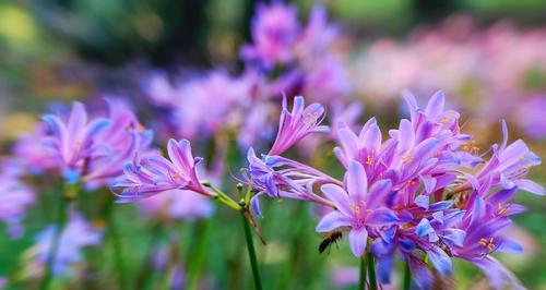 花语中的重逢之花，喜迎重逢的美好时刻（重逢的花有哪些）