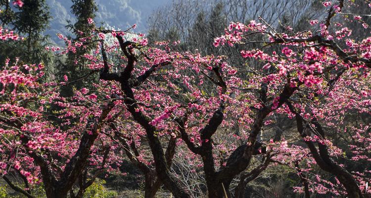 核桃树几年开花结果的全过程（从种植到结果）