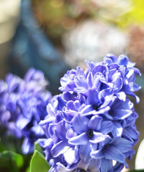自信的花（用花语传达自信的力量）