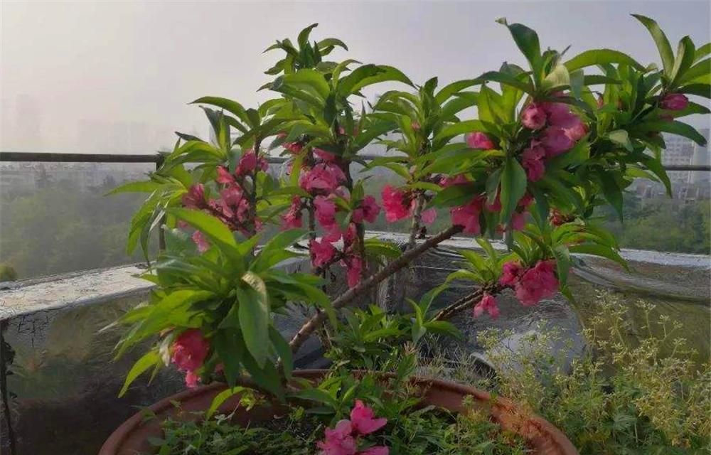 盆栽桃树的技巧（如何在家中盆栽桃树）