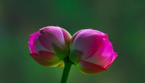 并蒂莲的象征意义（莲花之美）