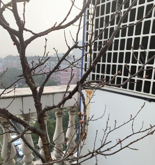 如何正确进行桃树扦插（时间、方法、技巧详解）