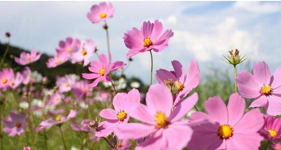波斯菊的花语（探究波斯菊所传递的积极意义）