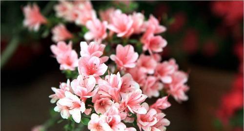 五彩斑斓的杜鹃花花语（探索杜鹃花的花语与心灵共鸣）