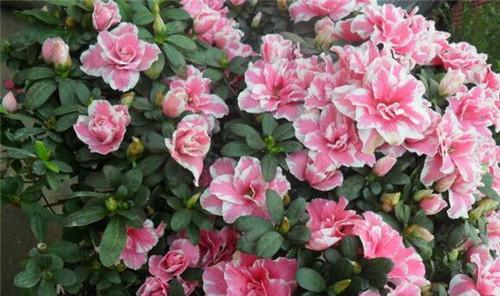 五彩斑斓的杜鹃花花语（探索杜鹃花的花语与心灵共鸣）