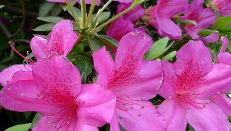 五彩斑斓的杜鹃花花语（探索杜鹃花的花语与心灵共鸣）