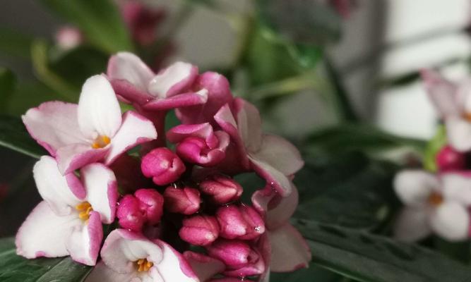 多彩瑞香花花语与寓意（探索不同颜色的瑞香花语及其神秘魅力）