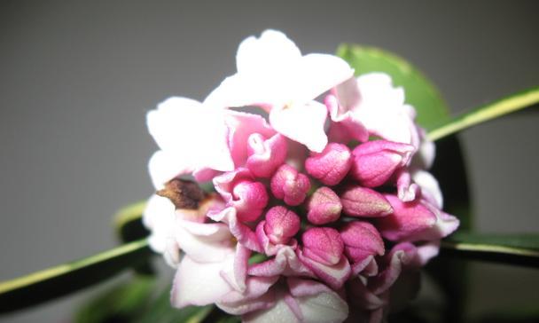 多彩瑞香花花语与寓意（探索不同颜色的瑞香花语及其神秘魅力）