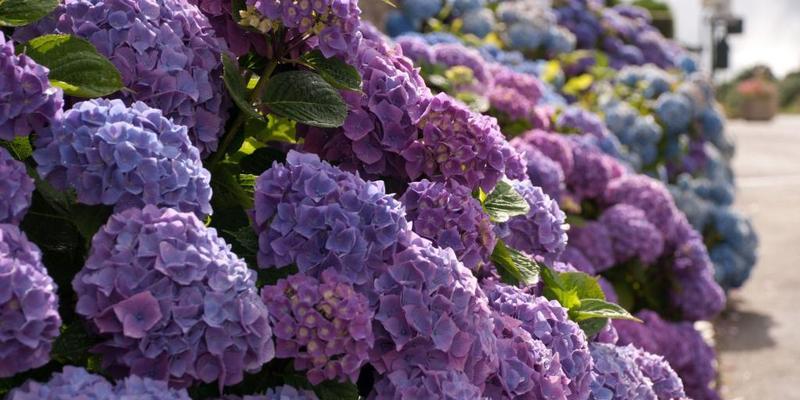 花花语（赏析不同颜色花）