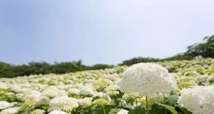 花花语（赏析不同颜色花）