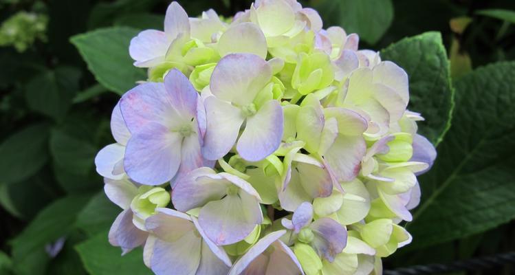 花花语（赏析不同颜色花）