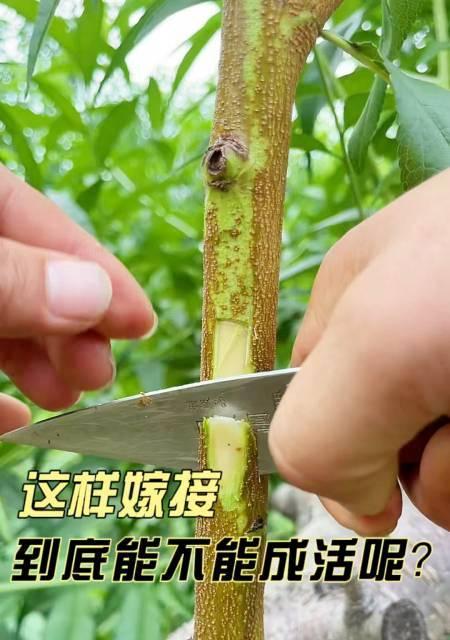如何提高桃树嫁接成活率（掌握技巧）