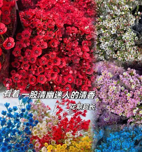 七彩梅花语（以梅花为主题）