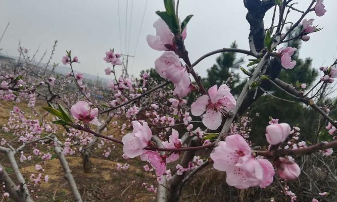 探秘桃树的花开果实之谜（桃树的生长周期）