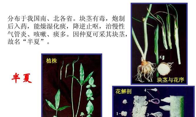 探寻桃树的单子叶之谜（揭开桃树真面目）