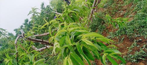 揭秘“落叶植物”桃树的真面目（桃树为什么是落叶植物）