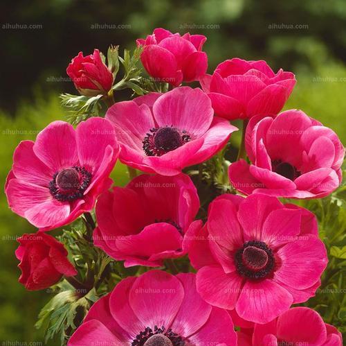 银莲花花语与生活的启示（探索不同颜色银莲花的寓意和象征）