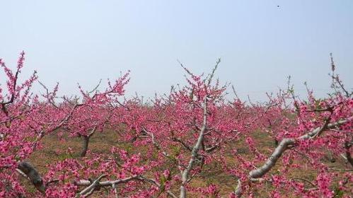 从叶子到果实，看桃树的万般风情（从叶子到果实）