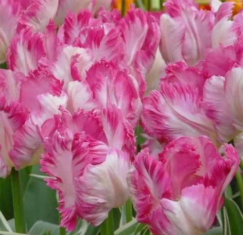 郁金香花语的丰富多彩（以不同颜色诠释生活的情感与寓意）