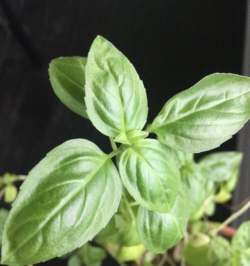 草本植物（探索草本植物的丰富多样性及其医药价值）
