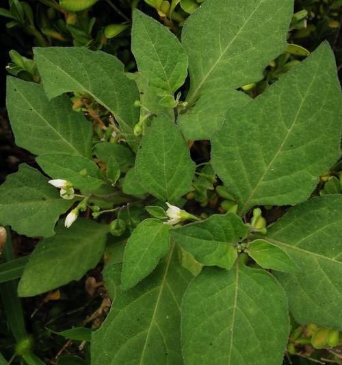 草本植物（探索草本植物的丰富多样性及其医药价值）