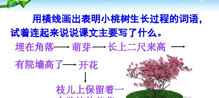 如何正确摘心打顶桃树（时间与方法的全面解析）