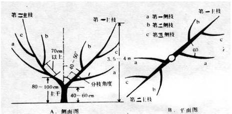 如何正确摘心打顶桃树（时间与方法的全面解析）