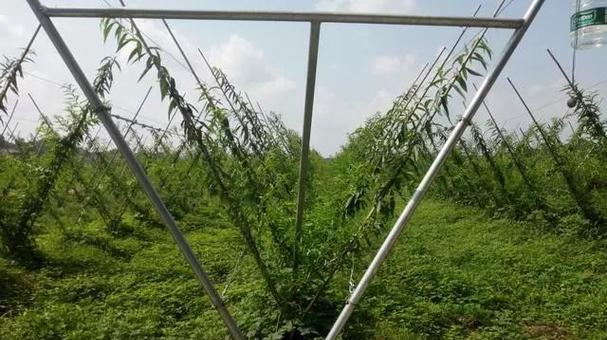 如何正确摘心打顶桃树（时间与方法的全面解析）