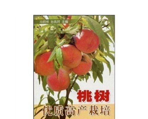 高产栽培技术——掌握正确的方法，创造出更多的收获（从桃树的选择到管理）