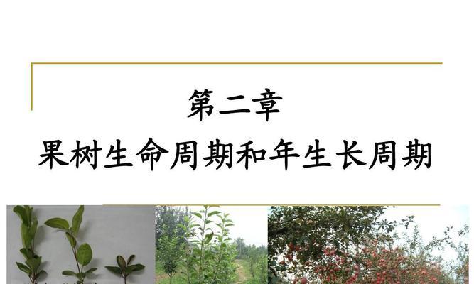 高产栽培技术——掌握正确的方法，创造出更多的收获（从桃树的选择到管理）