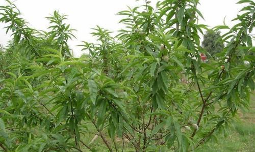 高产栽培技术——掌握正确的方法，创造出更多的收获（从桃树的选择到管理）