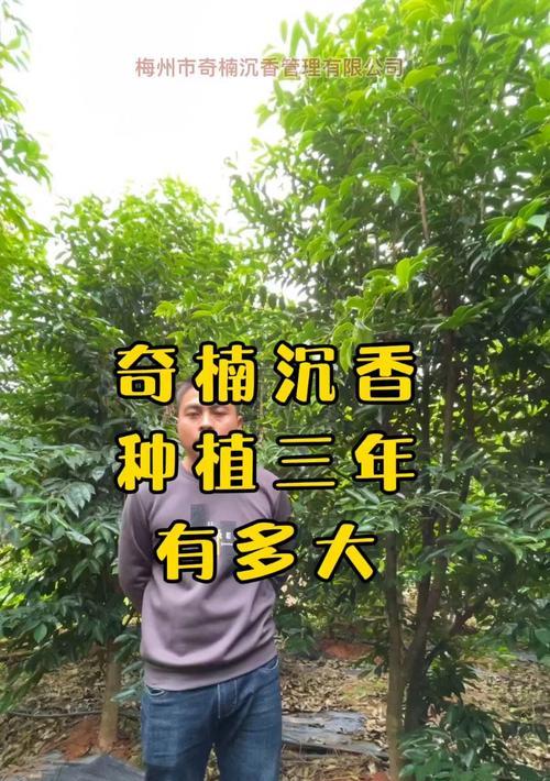 沉香树风水的神奇力量（揭秘沉香树在风水中的寓意与作用）