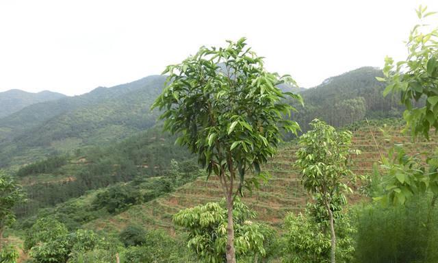 沉香树风水的神奇力量（揭秘沉香树在风水中的寓意与作用）