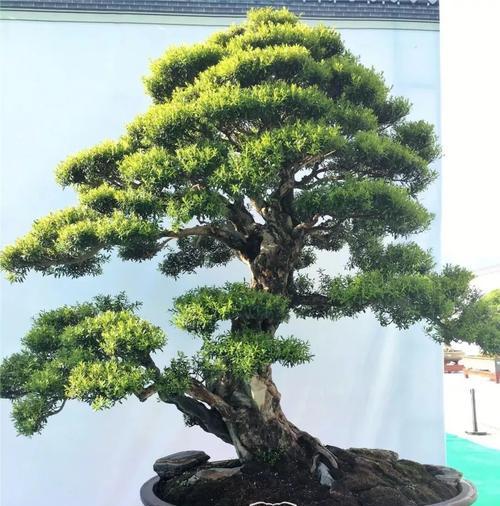 赤楠盆景的风水寓意与摆放位置（探秘赤楠盆景的吉祥寓意与风水布局）