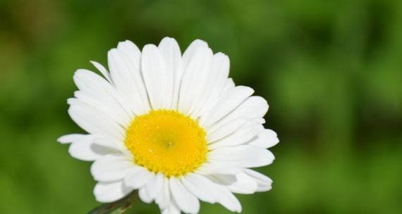 雏菊花语（雏菊花语寓意揭示的生活智慧和情感力量）